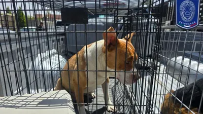 Rescatan perros y gatos víctimas de maltrato en distintas colonias