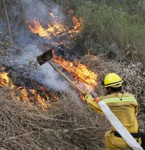 Cae superficie afectada por incendios forestales 94% en Chihuahua