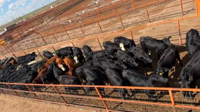 Chihuahua reanuda exportación de ganado a EU por San Jerónimo-Santa Teresa