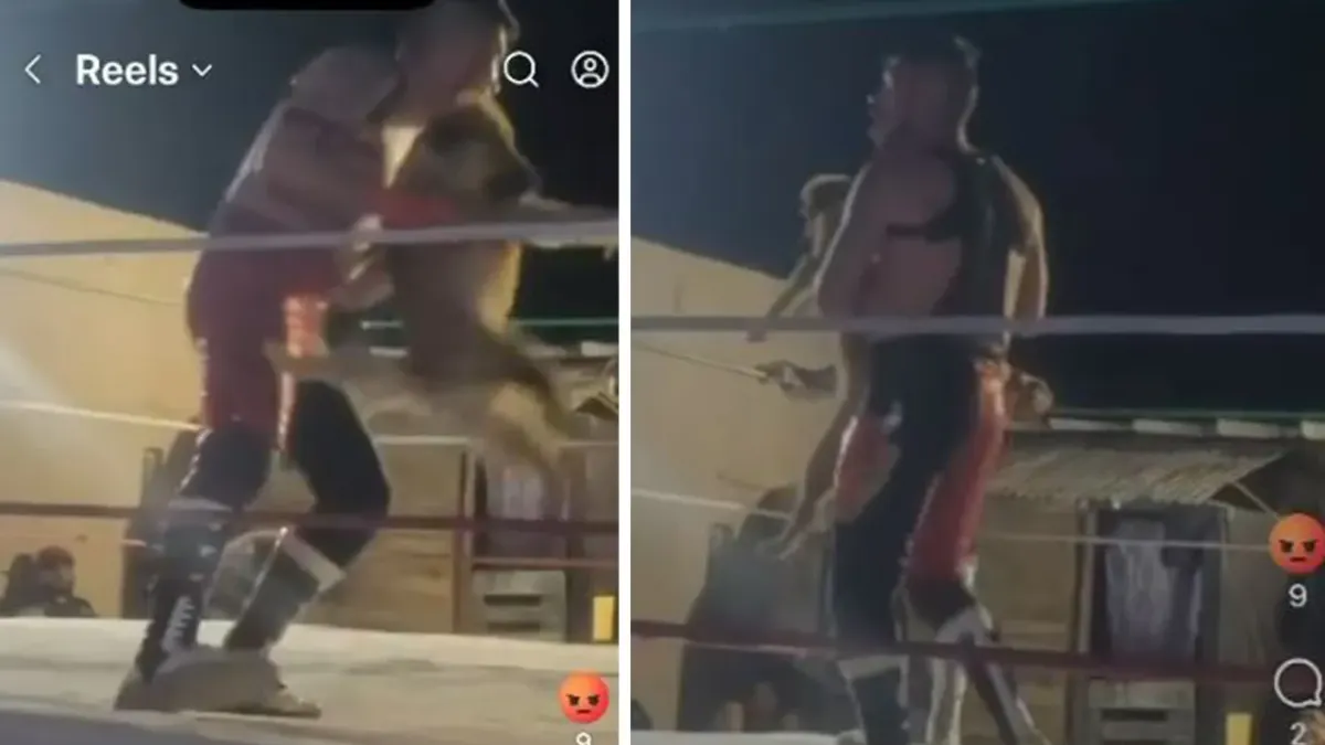 Denuncian en redes maltrato a perrito en función de lucha en Juárez