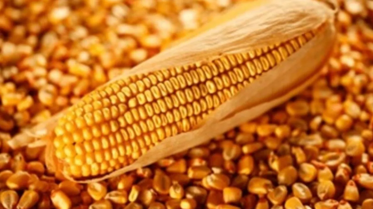 Arranca Chihuahua entrega de 275 toneladas de maíz rolado para productores