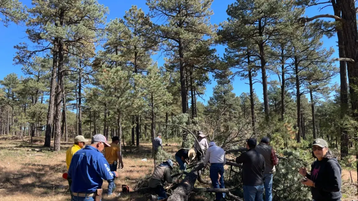 Deja sequía árboles vulnerables a plaga en la Sierra Tarahumara