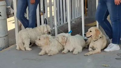 Realizan jornada de esterilización de mascotas en Infonavit Jarudo