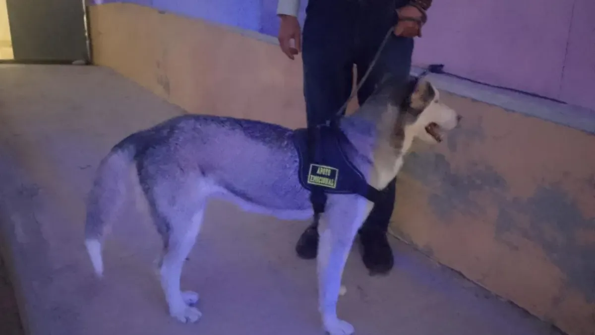 Husky que atacó a menor en CCPN suma segunda denuncia por agresión