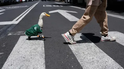 Otorga IMPI a familia del pato Merlín los derechos de su imagen
