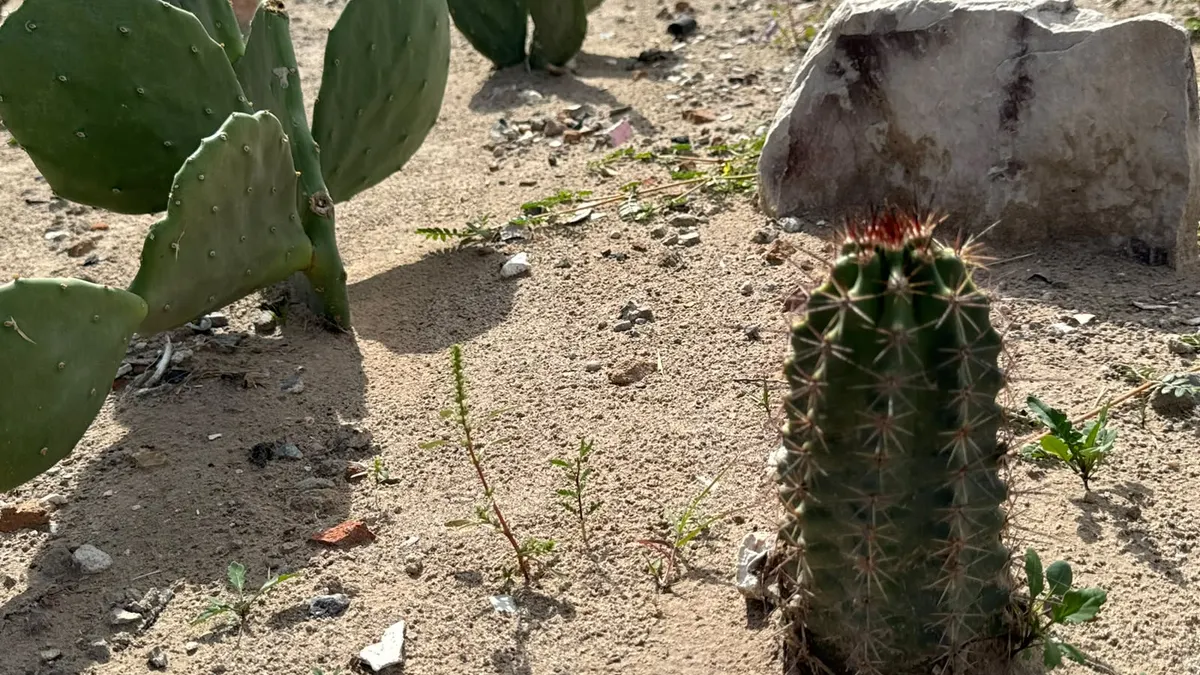 Convocan a jornadas de limpieza en jardín comunitario de Vista del Valle
