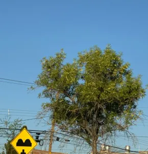Emite Protección Civil alerta por altas temperaturas este sábado