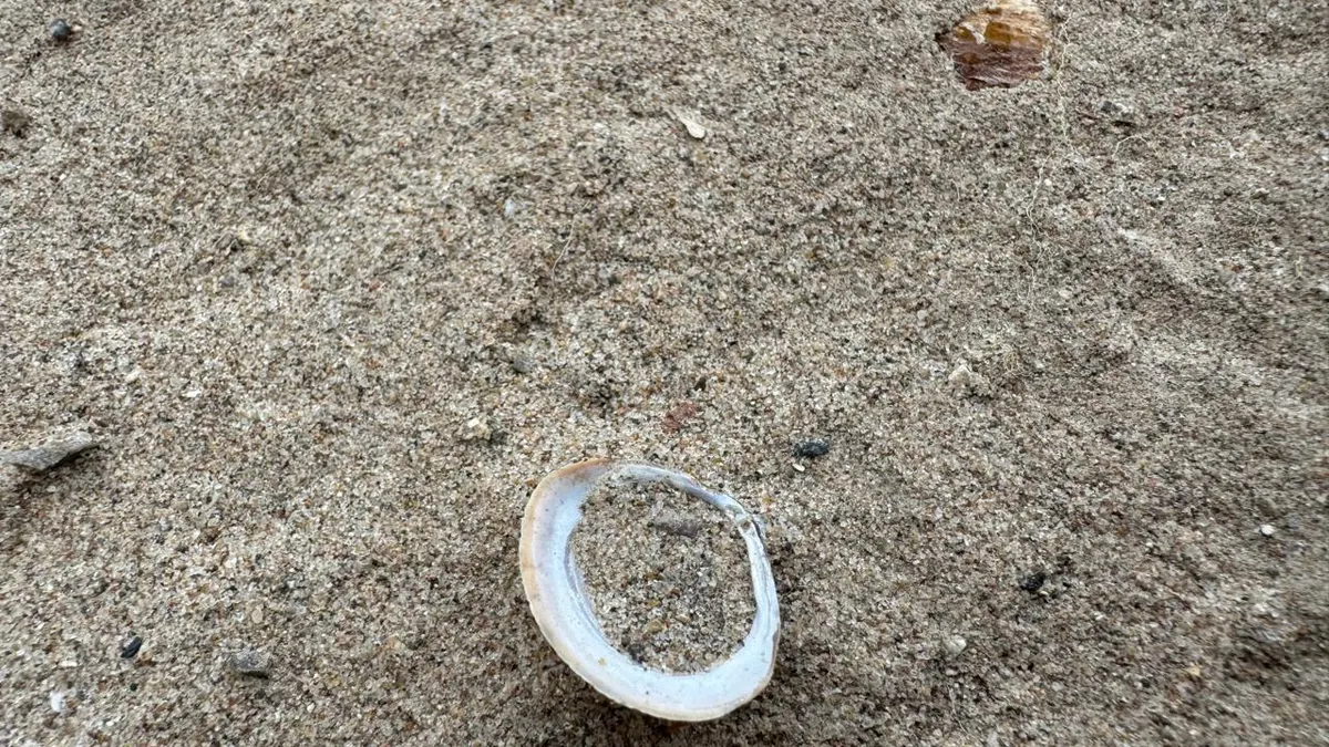 Desbordamiento del río Bravo deja al descubierto conchas y langostinos