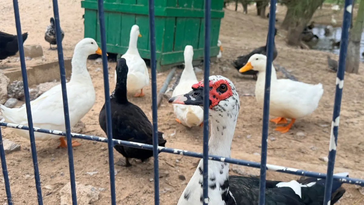 Especialistas explican carnosidades en patos del Parque Central