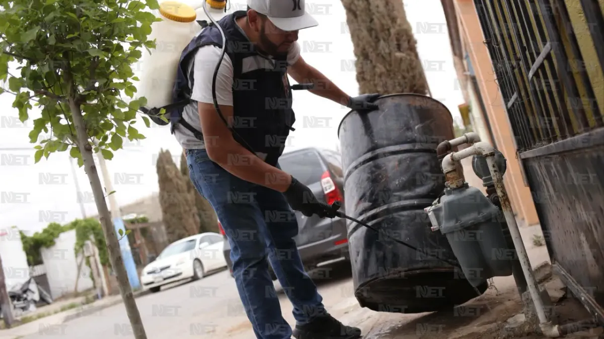 Aumentan plagas en Juárez por el calor: alertan por garrapatas y arañas