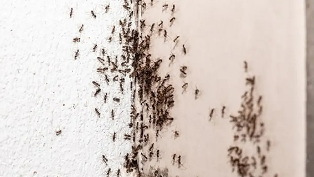 Aumentan plagas en Juárez por el calor: alertan por garrapatas y arañas