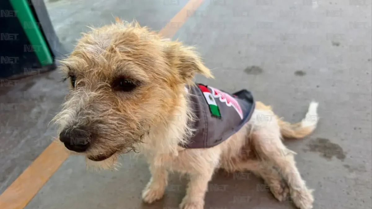 Adoptan a perrito callejero y lo nombran 'gerente general' de gasolinera