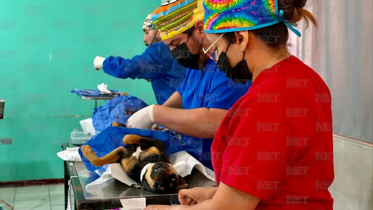 Realiza DABA jornada de esterilización gratuita en Parajes de San Juan
