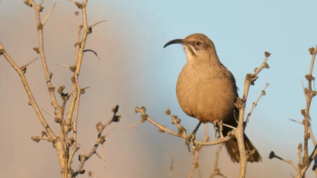 Invita Zoológico de El Paso a la Fiesta del Desierto de Chihuahua