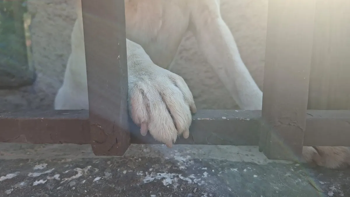 Perrito sale ileso tras derrumbe en la Vicente Guerrero
