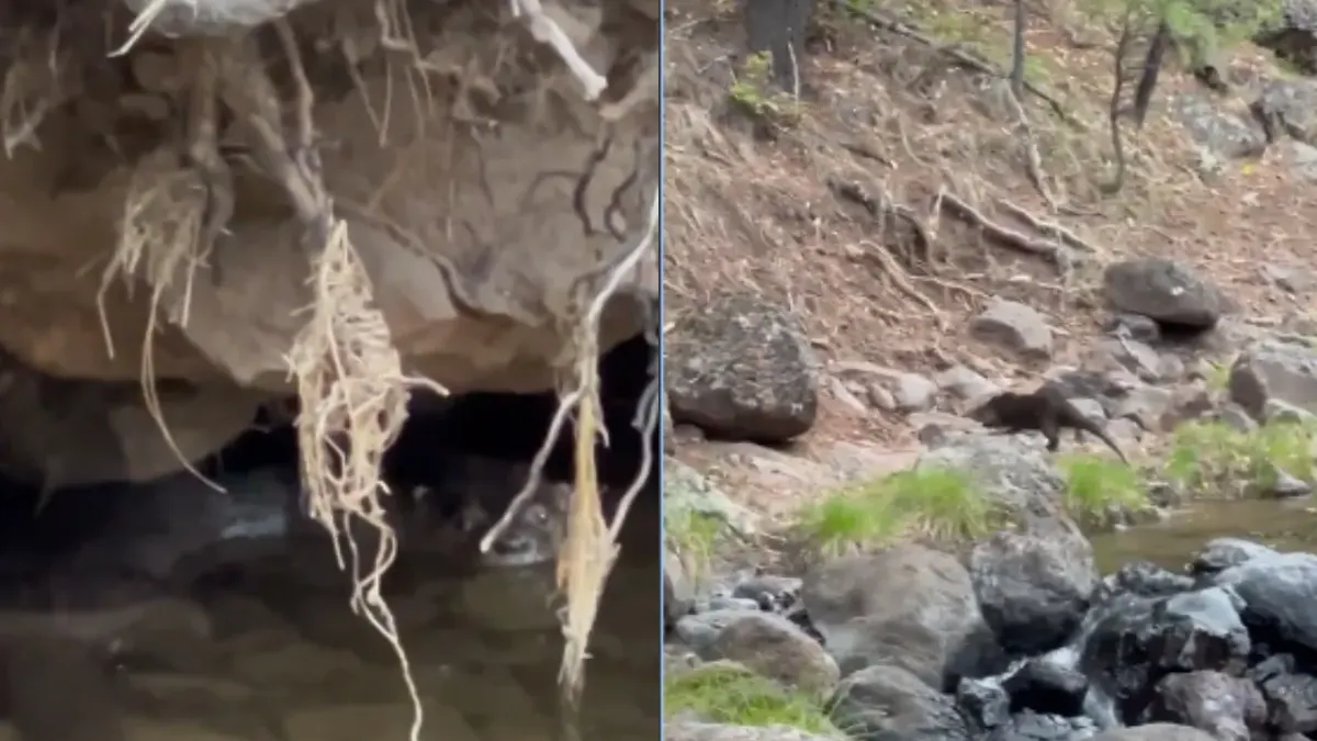 Revela Conanp imágenes inéditas de una nutria nadando en río de Chihuahua