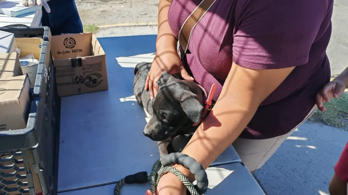 Instalan módulos de vacunación antirrábica gratis en cuatro colonias
