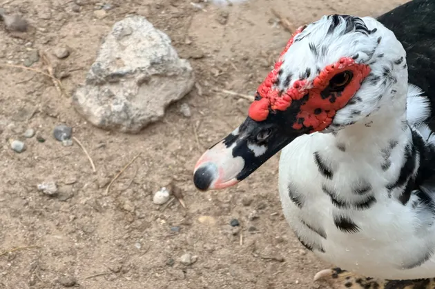Especialistas explican carnosidades en patos del Parque Central