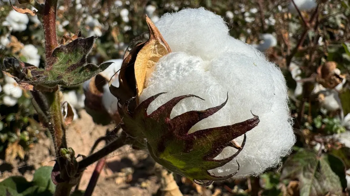 Algodón, el 'Oro Blanco' que hizo crecer a Juárez y hoy casi ha desaparecido
