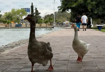 Advierten que abandono de animales pone en riesgo ecosistema del Parque Central