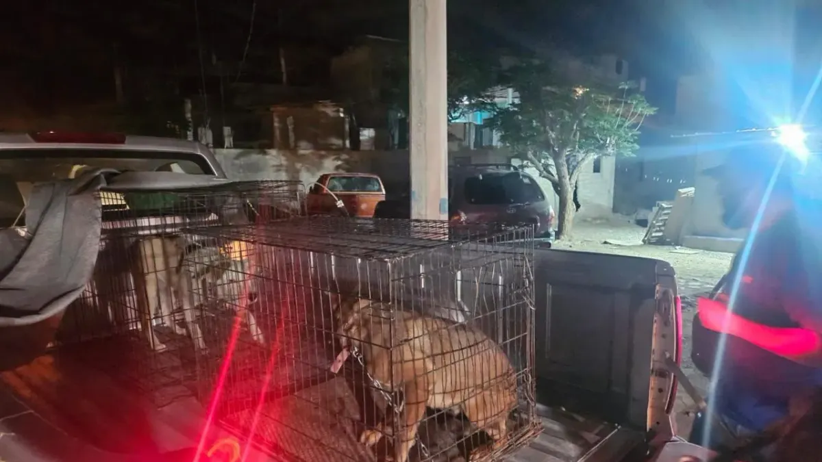 Rescatan a cachorro maltratado y detienen a presunto responsable en Juárez