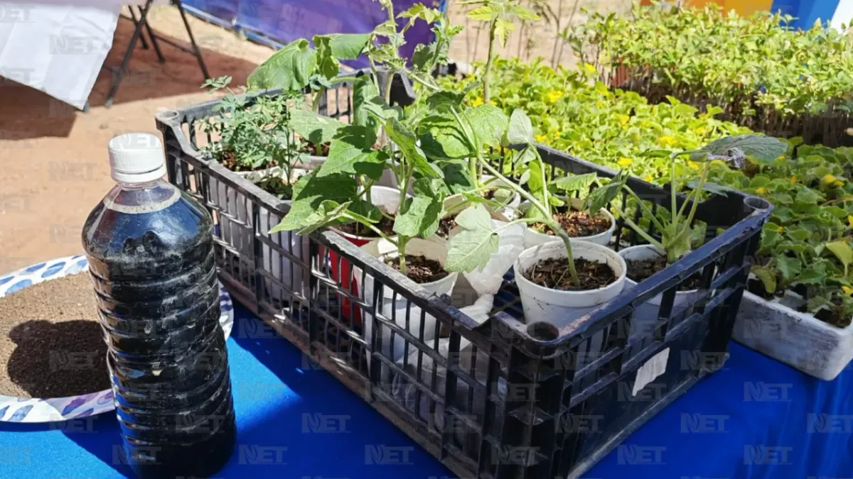 Regalará Parque Central 300 árboles y semillas en Feria Ambiental