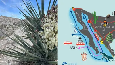 Exhibirán documental sobre posibles impactos ambientales del proyecto Saguaro