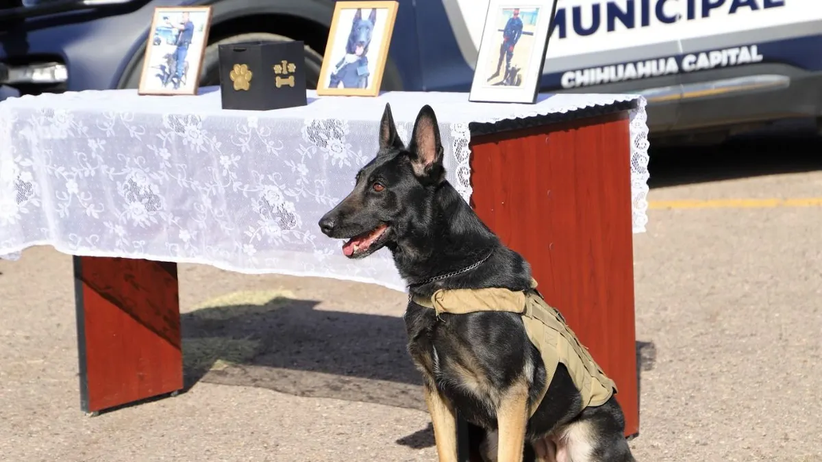 Despiden con homenaje a Jack, perro policía de Chihuahua 