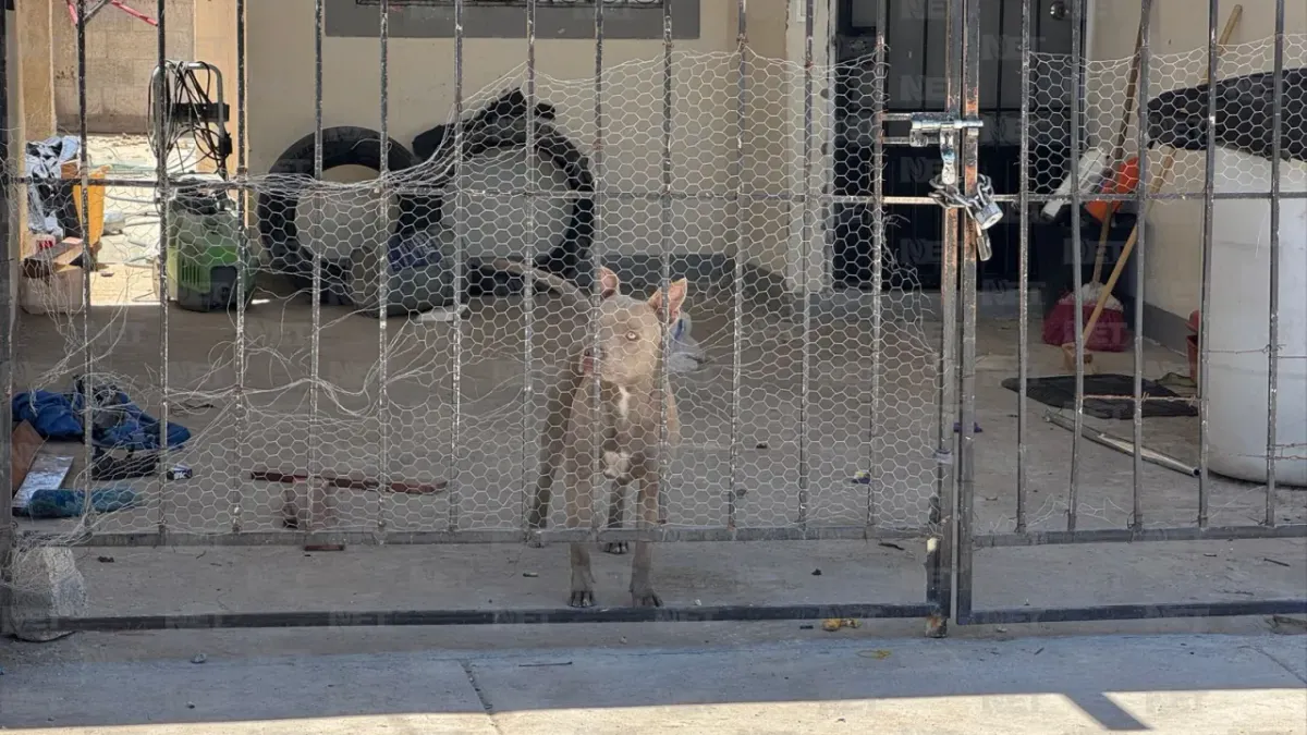 Busca DABA a dueño del perro que atacó a menor en Portal del Roble