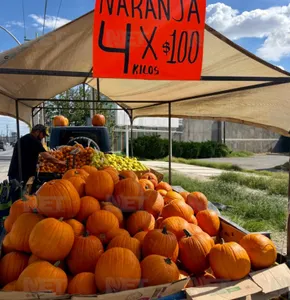 Llegan calabazas de Cuauhtémoc para Halloween a la frontera