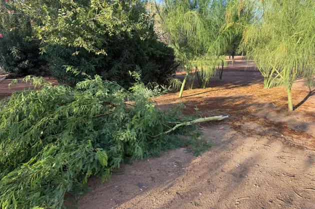 Reabre Parque Central tras caída de 20 árboles y daños a un local por tormenta