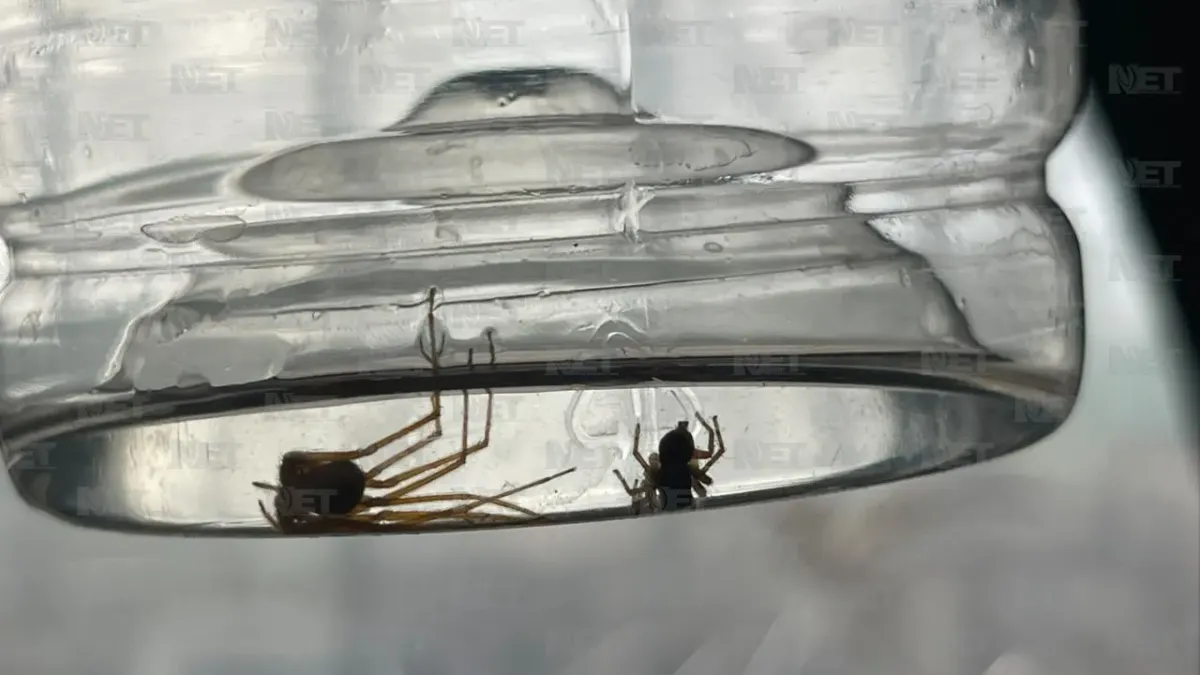 Aumentan plagas en Juárez por el calor: alertan por garrapatas y arañas