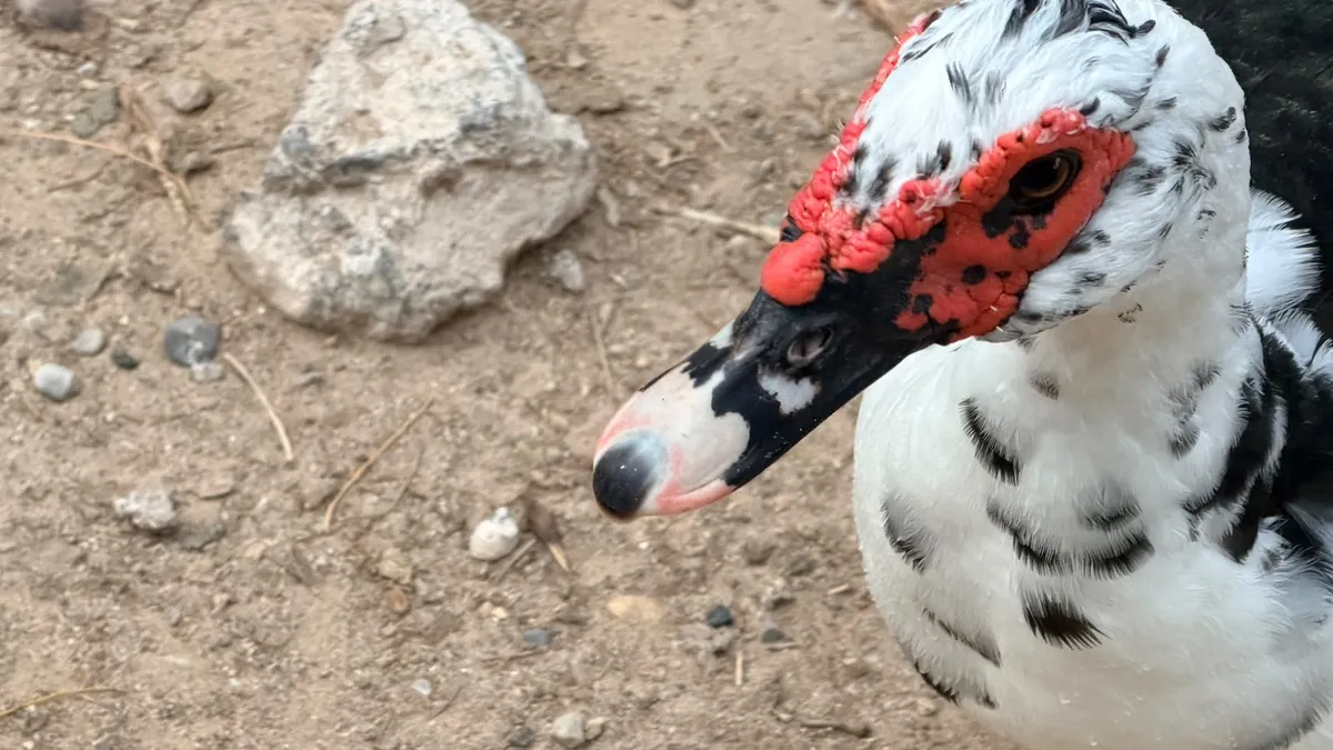 Especialistas explican carnosidades en patos del Parque Central