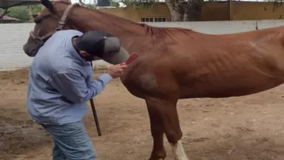 Recupera AEI caballo robado en Aldama y lo devuelve a su dueño