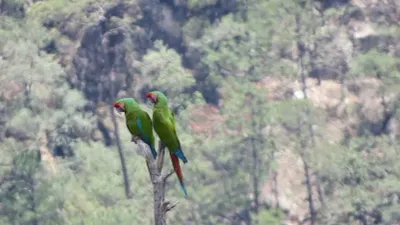 Sorprende histórico avistamiento de guacamayas verdes en Cascada de Basaseachi