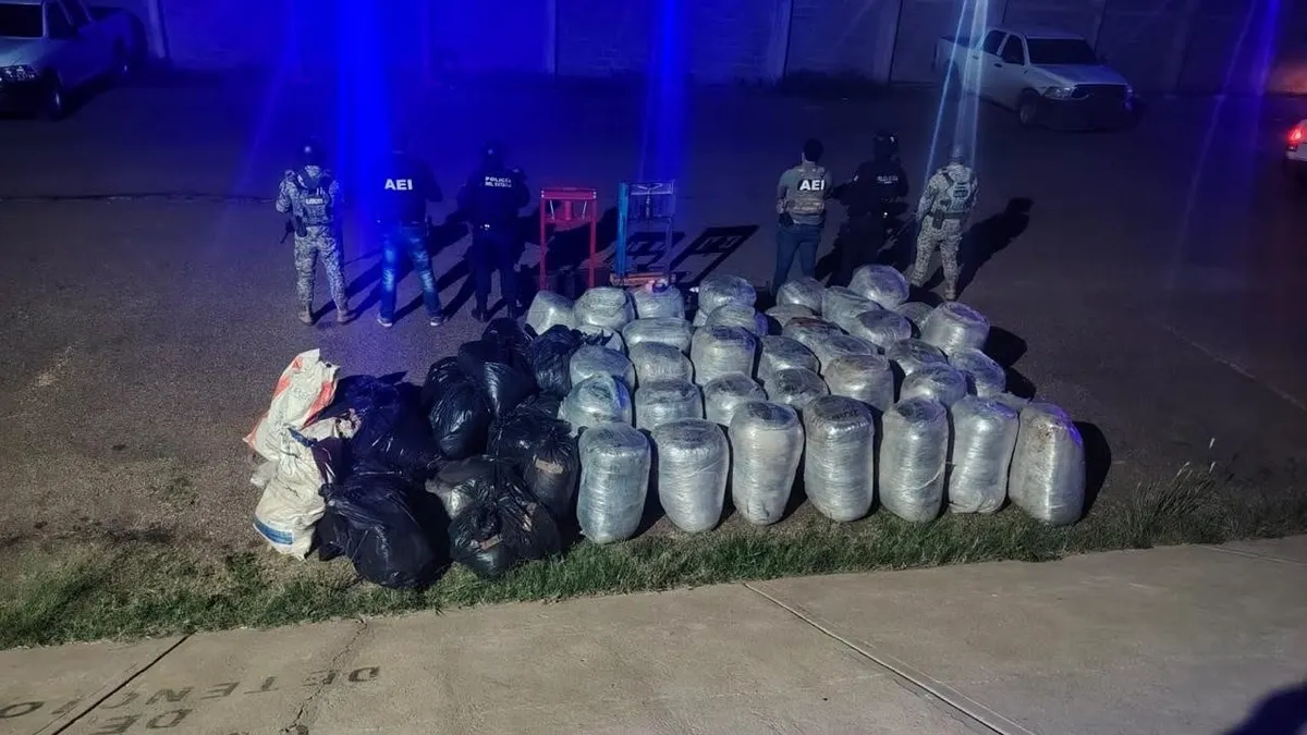 Decomisan casi una tonelada de marihuana en operativo en Parral