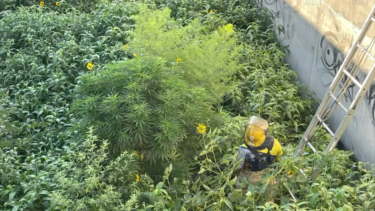Retiran planta de marihuana de más de 2 metros del dren 2A en la Teófilo Borunda