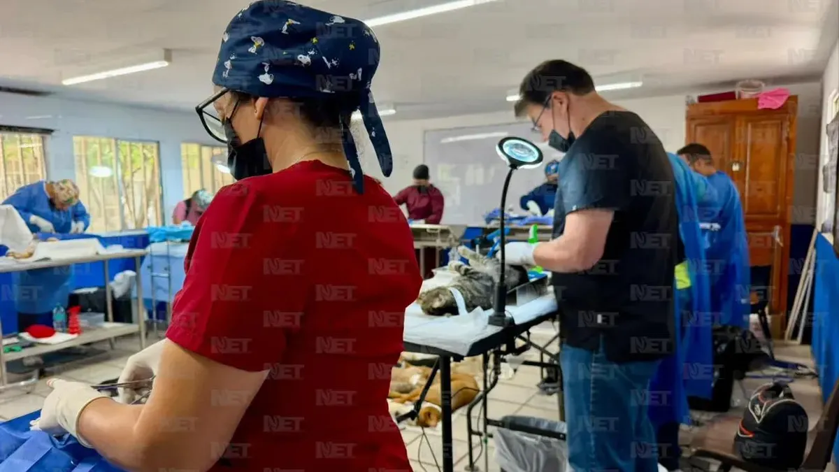 Realiza DABA campaña gratuita de esterilización en Ciudad Juárez