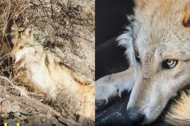 Liberan ejemplares de lobo mexicano en Casas Grandes