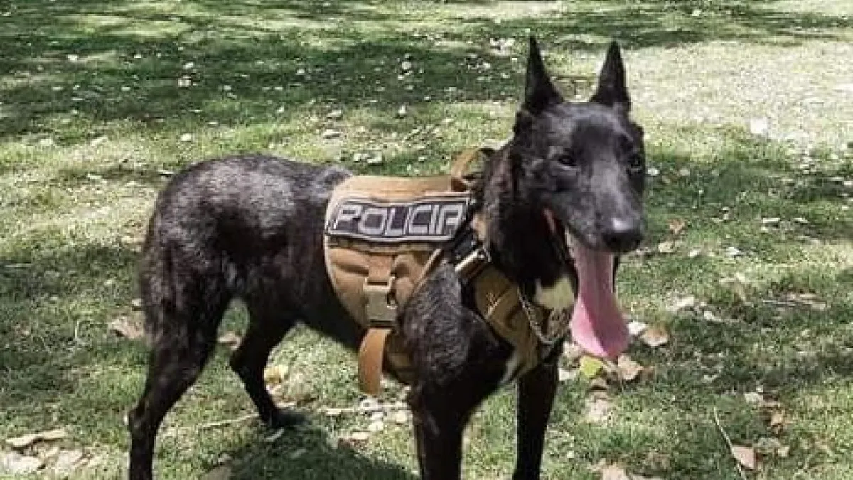 Despiden con homenaje a Jack, perro policía de Chihuahua 