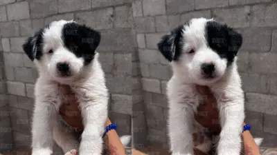Pide juarense ayuda para recuperar a su perrito Koda