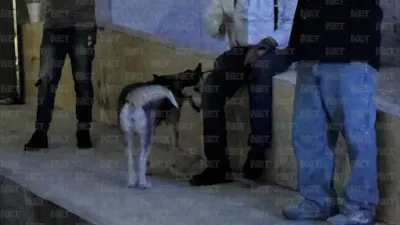 Asegura DABA a husky que mordió a niño en la Feria del Libro