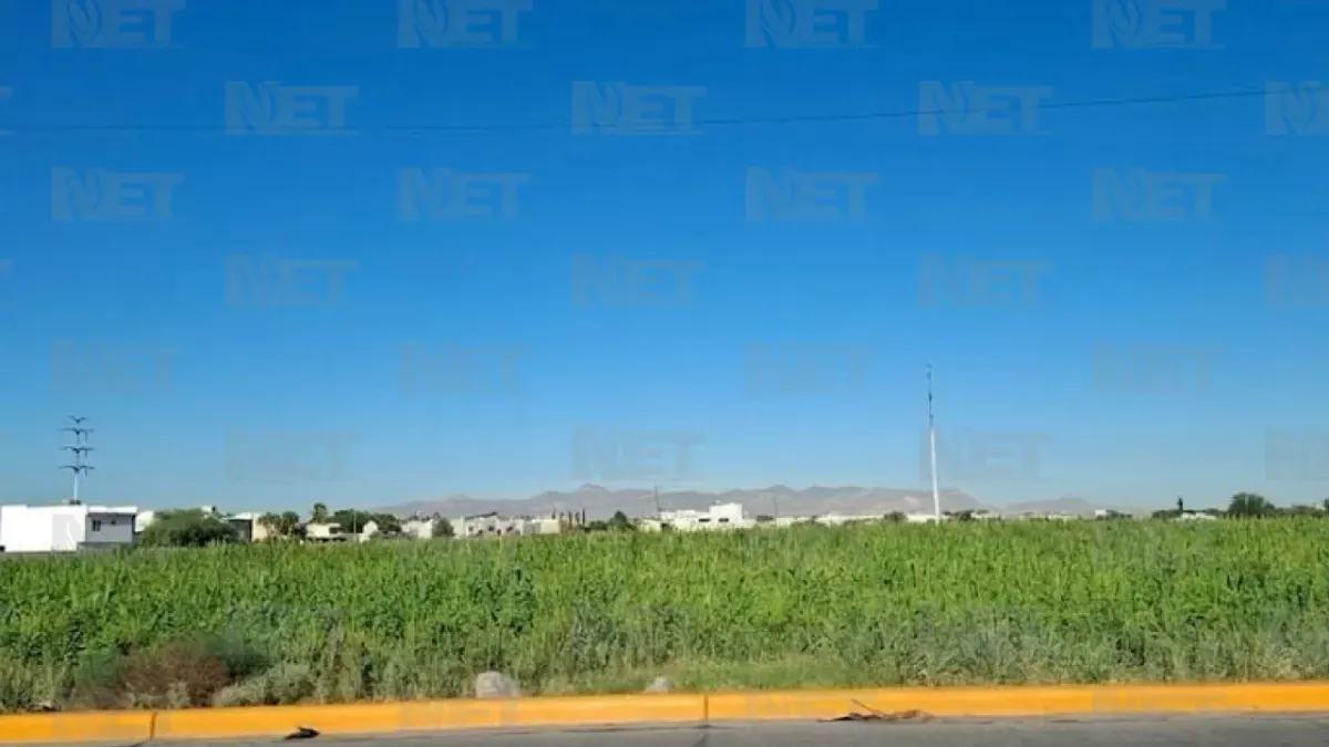 Favorecen lluvias recientes a vegetación de camellones en Juárez