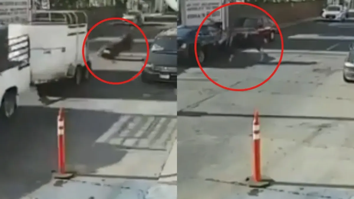 Toro cae de camioneta en movimiento, enfurece y embiste vehículos en Michoacán