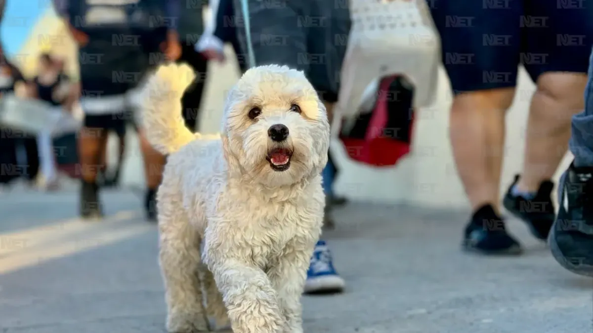 Anuncian esterilizaciones gratuitas para perros y gatos este fin de semana