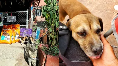 Entrega Petauro Lector croquetas a refugios de animales rescatados