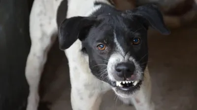 Aumentan mordeduras de perros durante el verano en Juárez