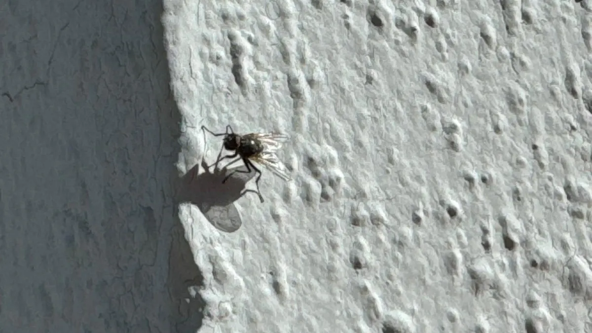 Alertan por proliferación moscas en Juárez debido a humedad y calor