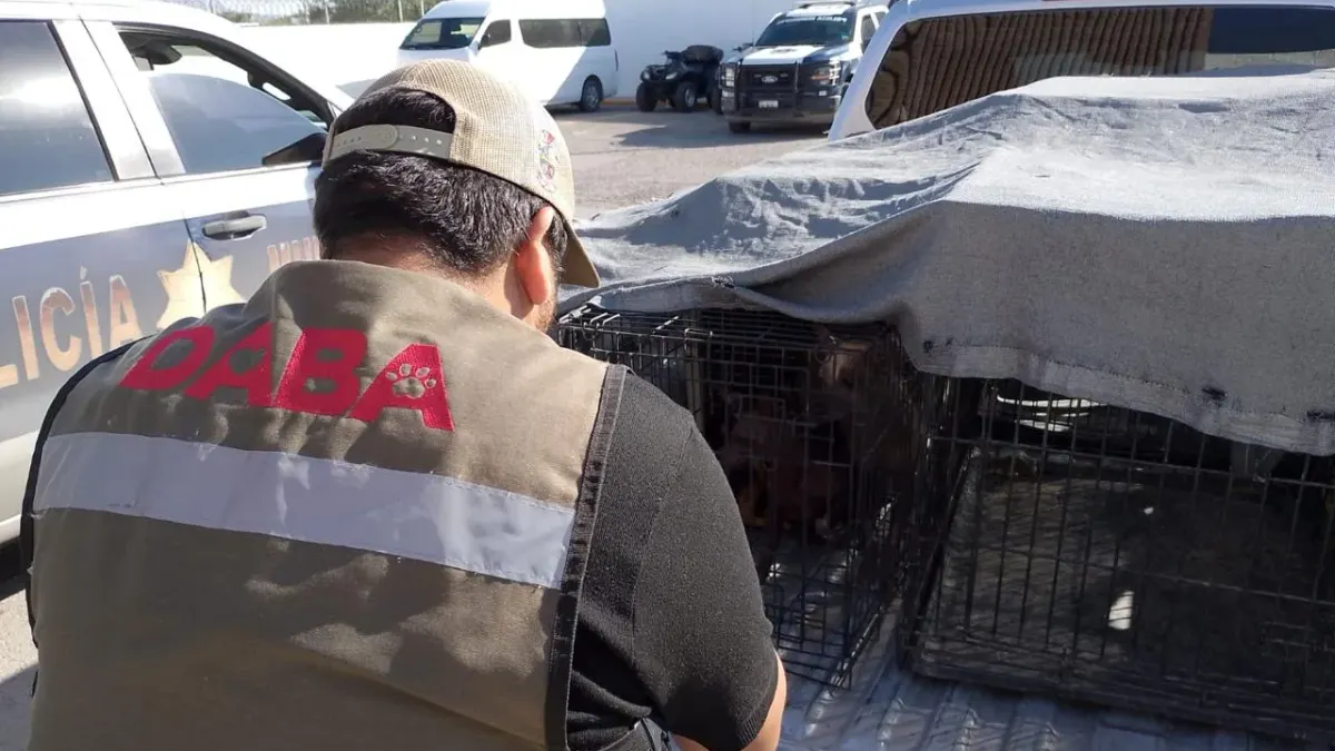 Detienen a dos por maltrato animal y posesión de drogas en la Partido Romero