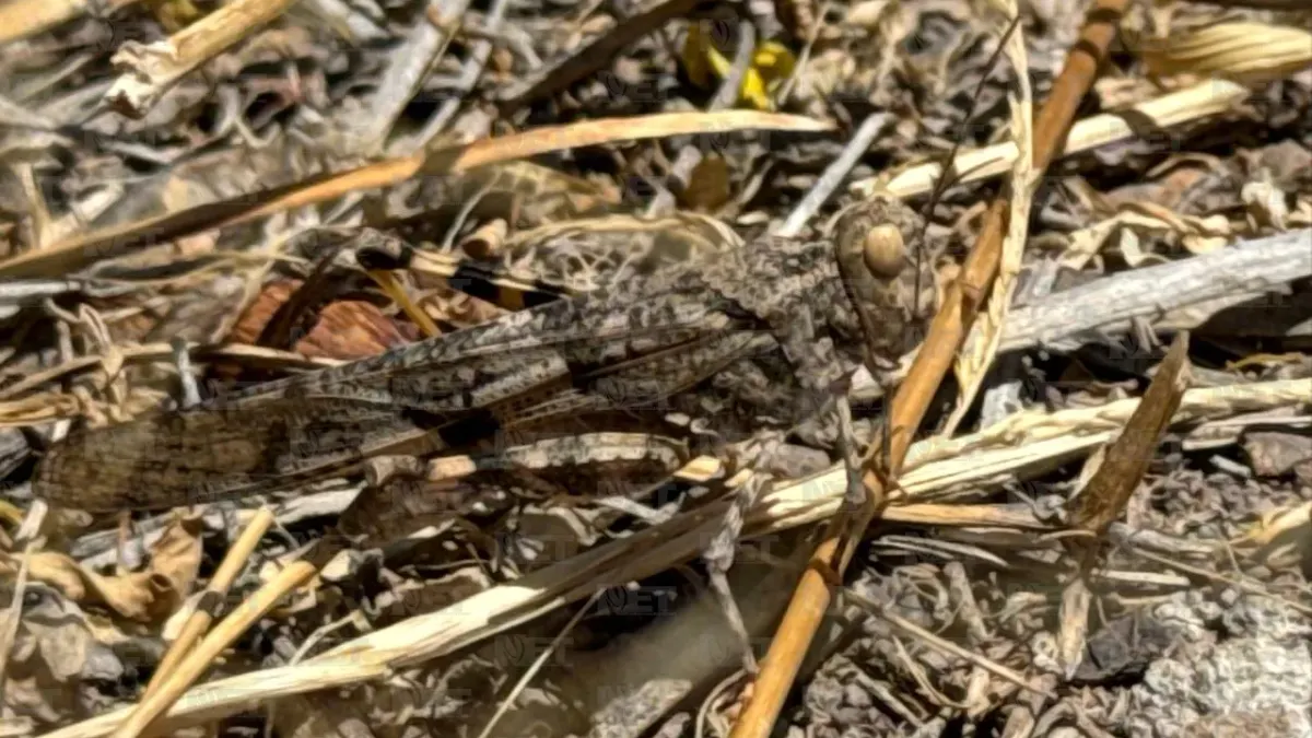 Presencia de chapulines en Juárez no es una plaga, explican expertos